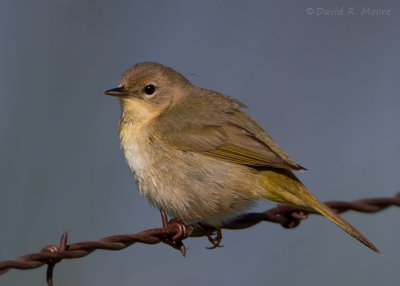 Common Yellowthroat