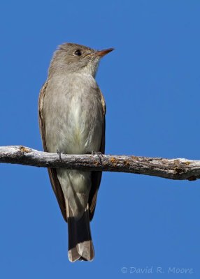 Western Wood-Pewee