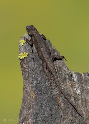 Sagebrush Lizard (?)