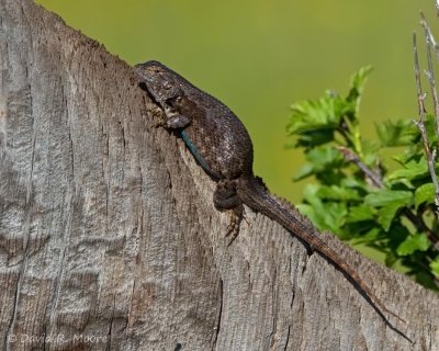 Sagebrush Lizard (?)