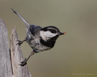 Mountain Chickadee