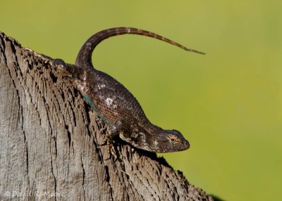 Sagebrush Lizard (?)