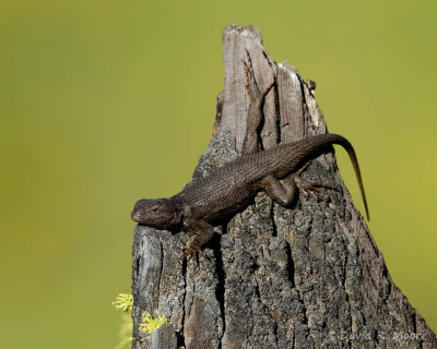 Sagebrush Lizard (?)