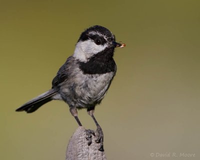 Mountain Chickadee