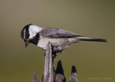 Mountain Chickadee