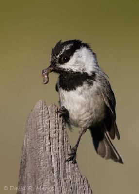 Mountain Chickadee