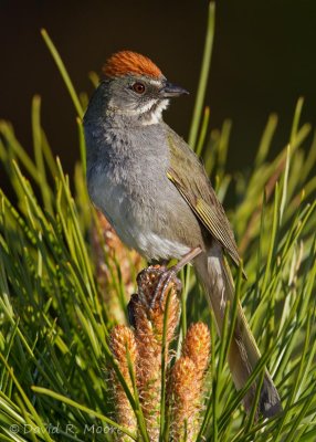 Green-tailed Towhee