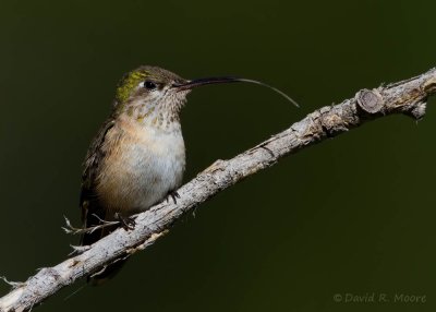 Calliope Hummingbird