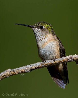Calliope Hummingbird