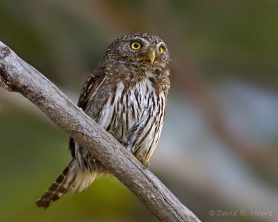 Northern Pygmy-Owl