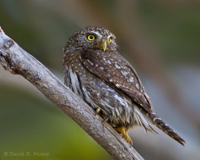 Northern Pygmy-Owl