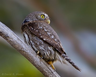 Northern Pygmy-Owl