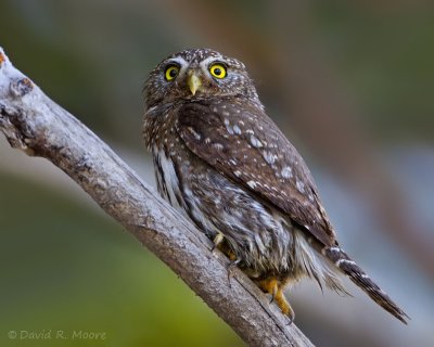 Northern Pygmy-Owl