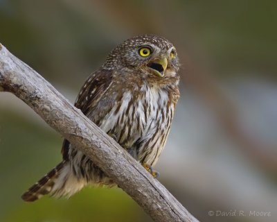 Northern Pygmy-Owl