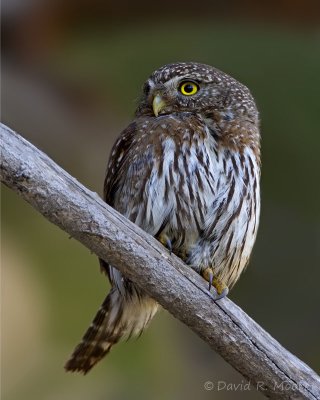 Northern Pygmy-Owl