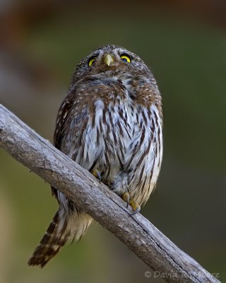 Northern Pygmy-Owl