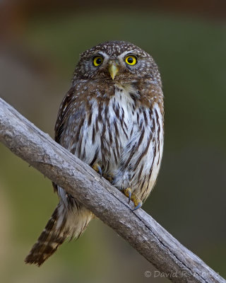 Northern Pygmy-Owl