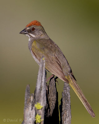 Green-tailed Towhee