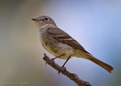 Gray Flycatcher