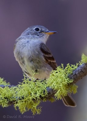 Gray Flycatcher