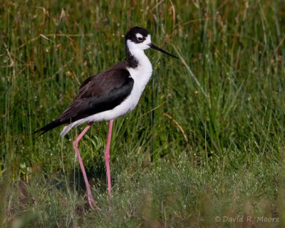 Black-necked Stilt
