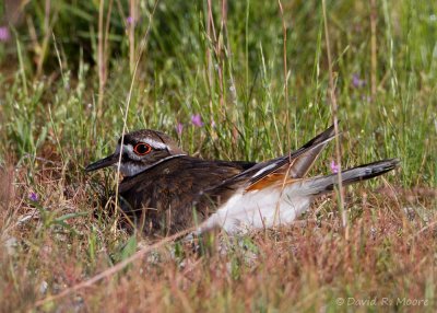 Killdeer