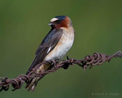 Cliff Swallow