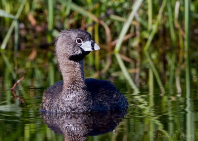 Pied-billed Grebe