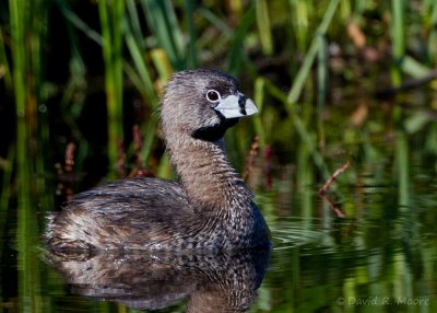 Pied-billed Grebe