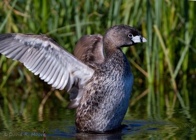 Pied-billed Grebe