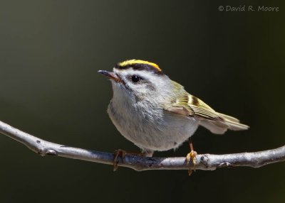 Golden-crowned Kinglet