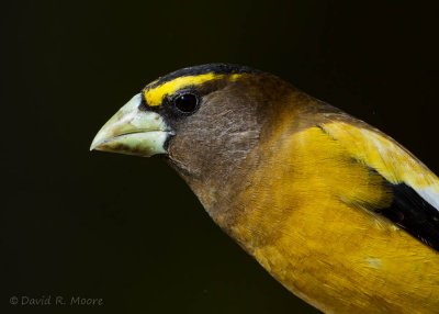 Evening Grosbeak