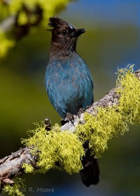 Steller's Jay