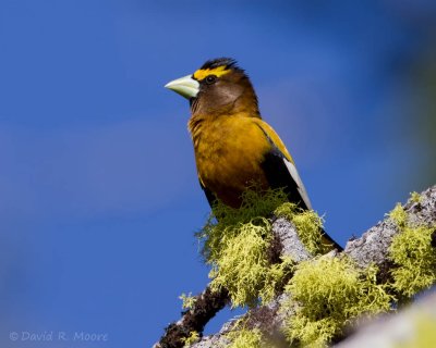 Evening Grosbeak