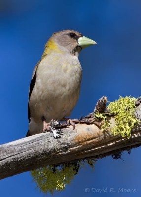 Evening Grosbeak