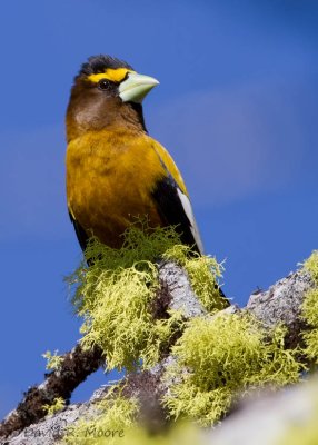 Evening Grosbeak