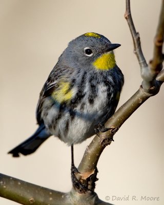 Yellow-rumped Warbler