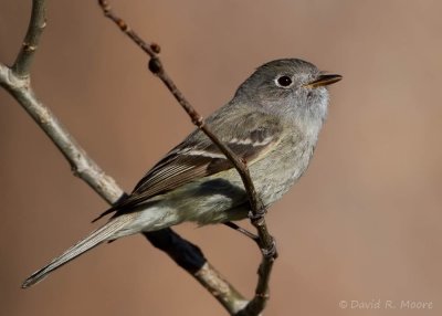 Dusky Flycatcher