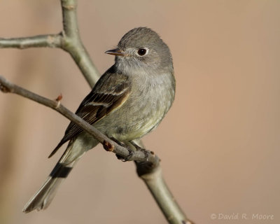 Dusky Flycatcher