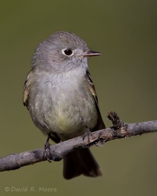 Dusky Flycatcher