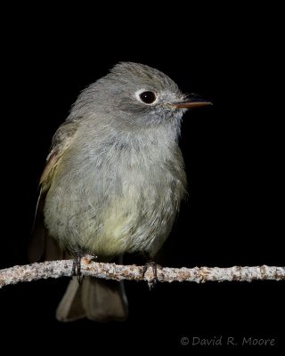 Dusky Flycatcher