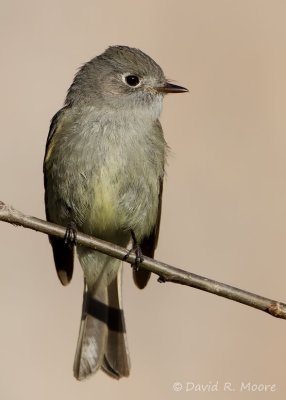 Dusky Flycatcher