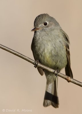 Dusky Flycatcher
