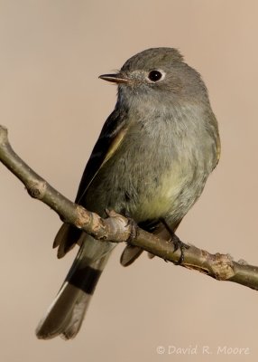 Dusky Flycatcher