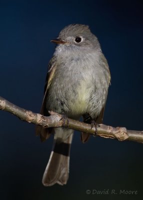 Dusky Flycatcher