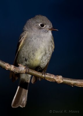Dusky Flycatcher
