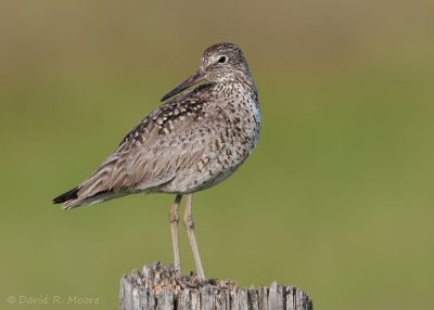 Willet