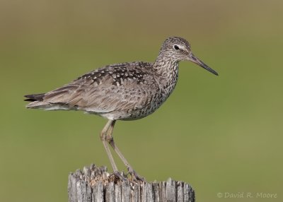 Willet