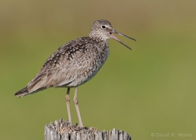 Willet