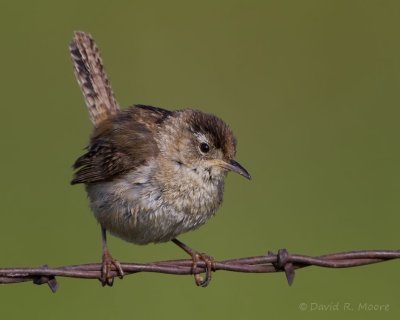 Marsh Wren